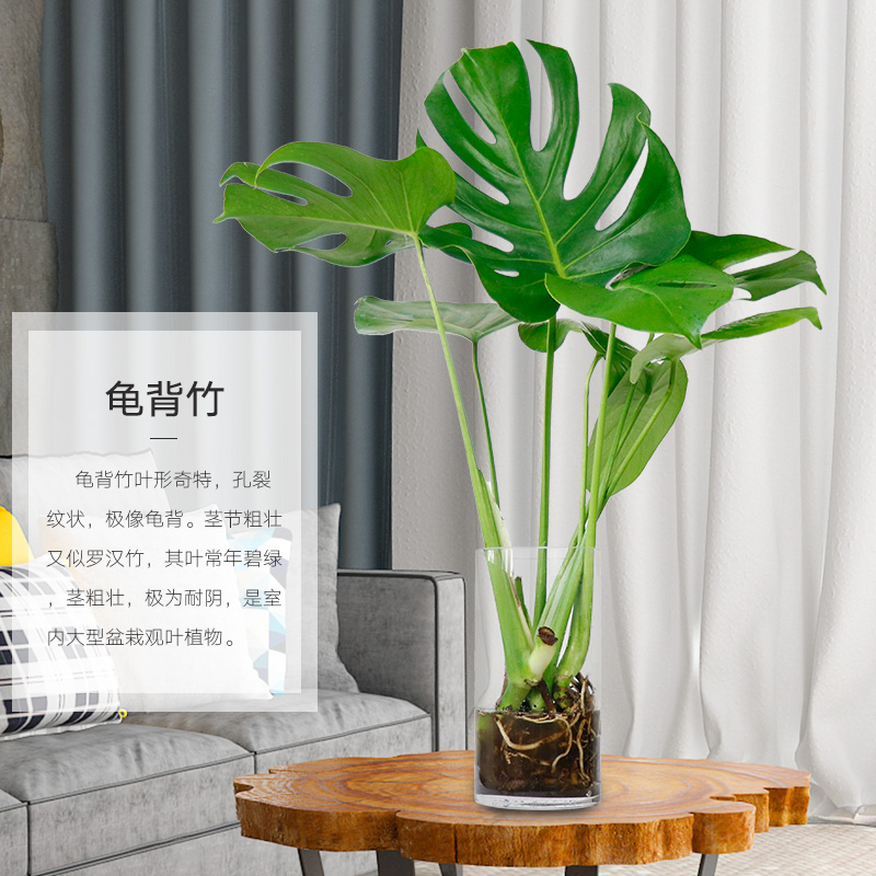 大型绿植查这个商品的价格走势|大型绿植价格历史