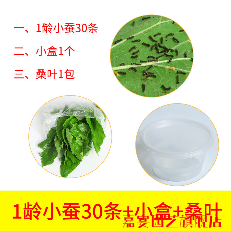 蚕宝宝蚕宝宝活物幼蚕活体1龄234龄小蚕学生养蚕套装春蚕七彩蚕蚕 1龄