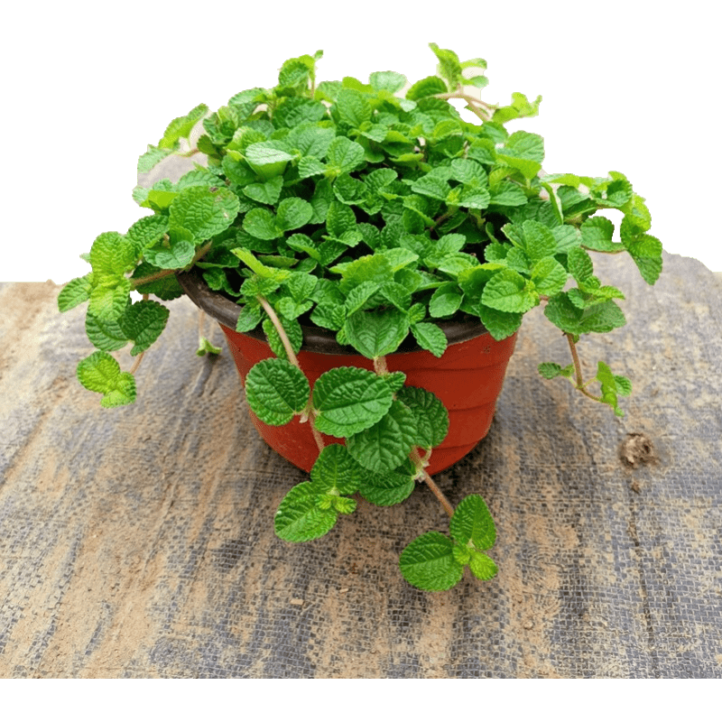 盆栽花卉 吸毒草 綠植盆栽 吸毒草吊蘭 室內(nèi)吸 吸毒草(一盆)