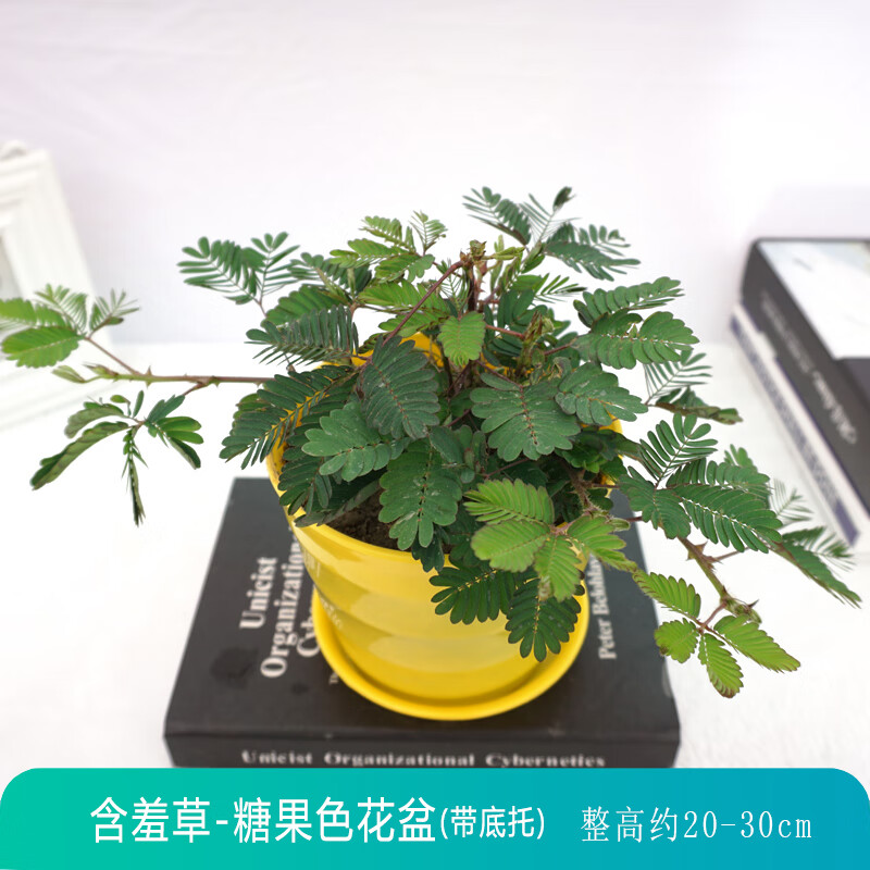 含羞草盆栽苗办公室内桌面老桩窗台绿植儿童趣味小植物花卉害羞草 含羞草-糖果色花盆(黄色)