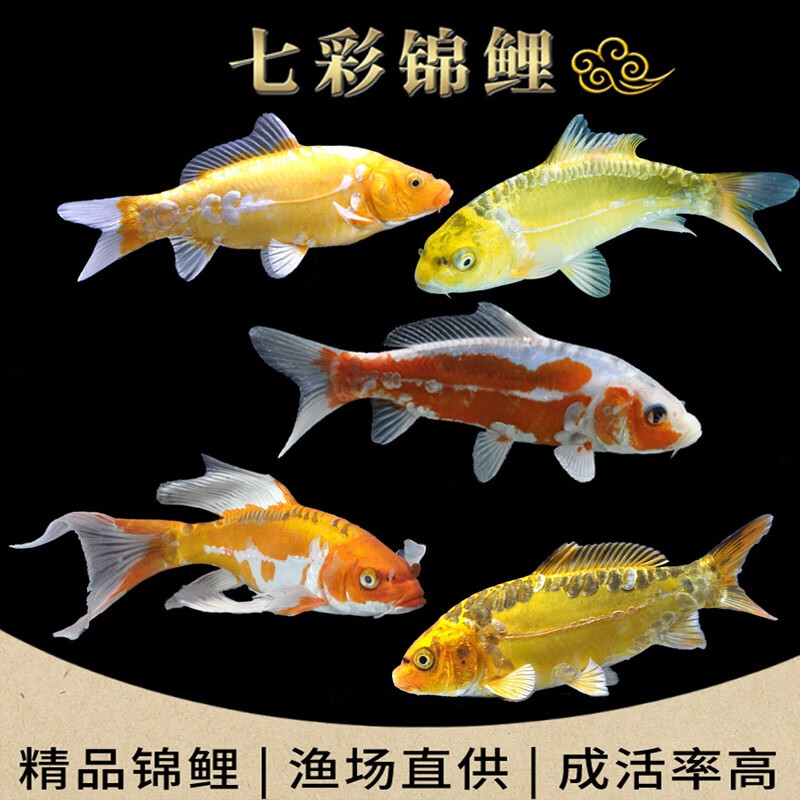鱼金鱼淡水鱼苗宠物小大型三色红白 德系精品锦鲤(大鱼鳞或无鱼鳞)