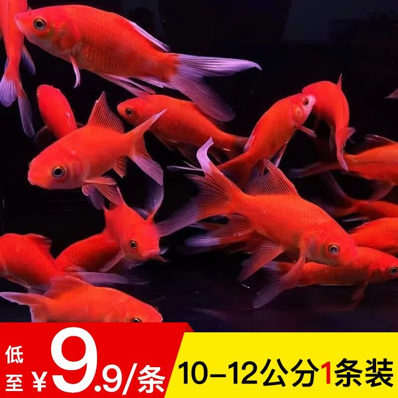 活体宠物锦鲤鱼红草金鱼室外冷水鱼观赏鱼淡水鱼活体包活大红色的鱼 红草鱼10-12公分3条装高性价比高么？