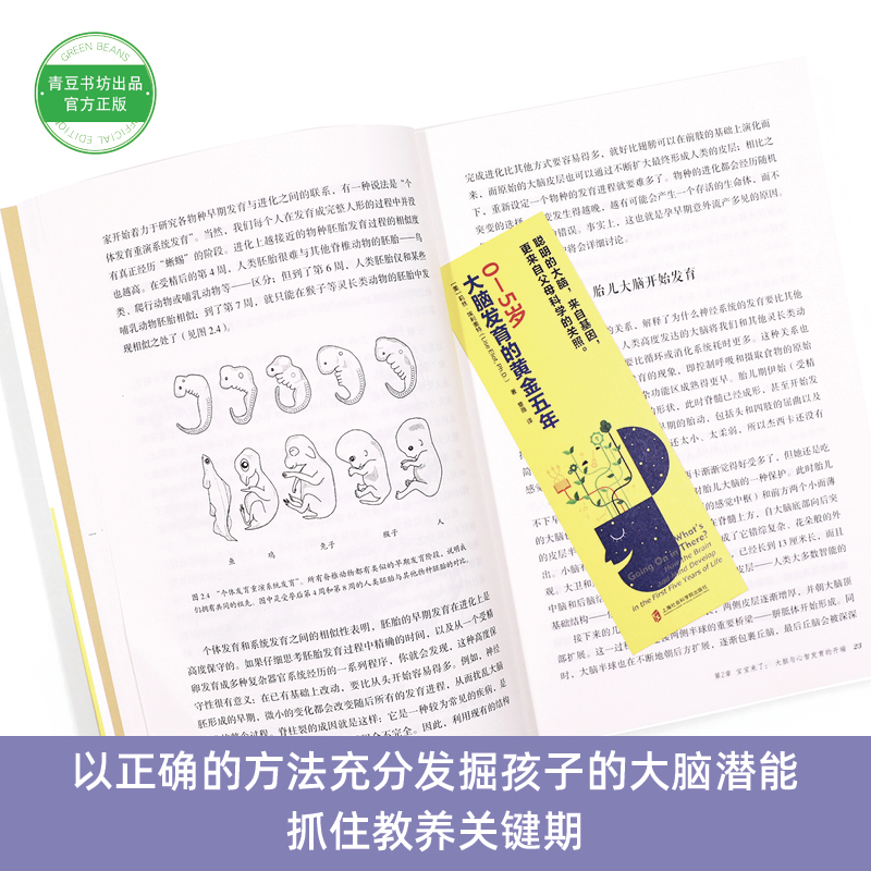 0-5岁 大脑发育的黄金五年详情图