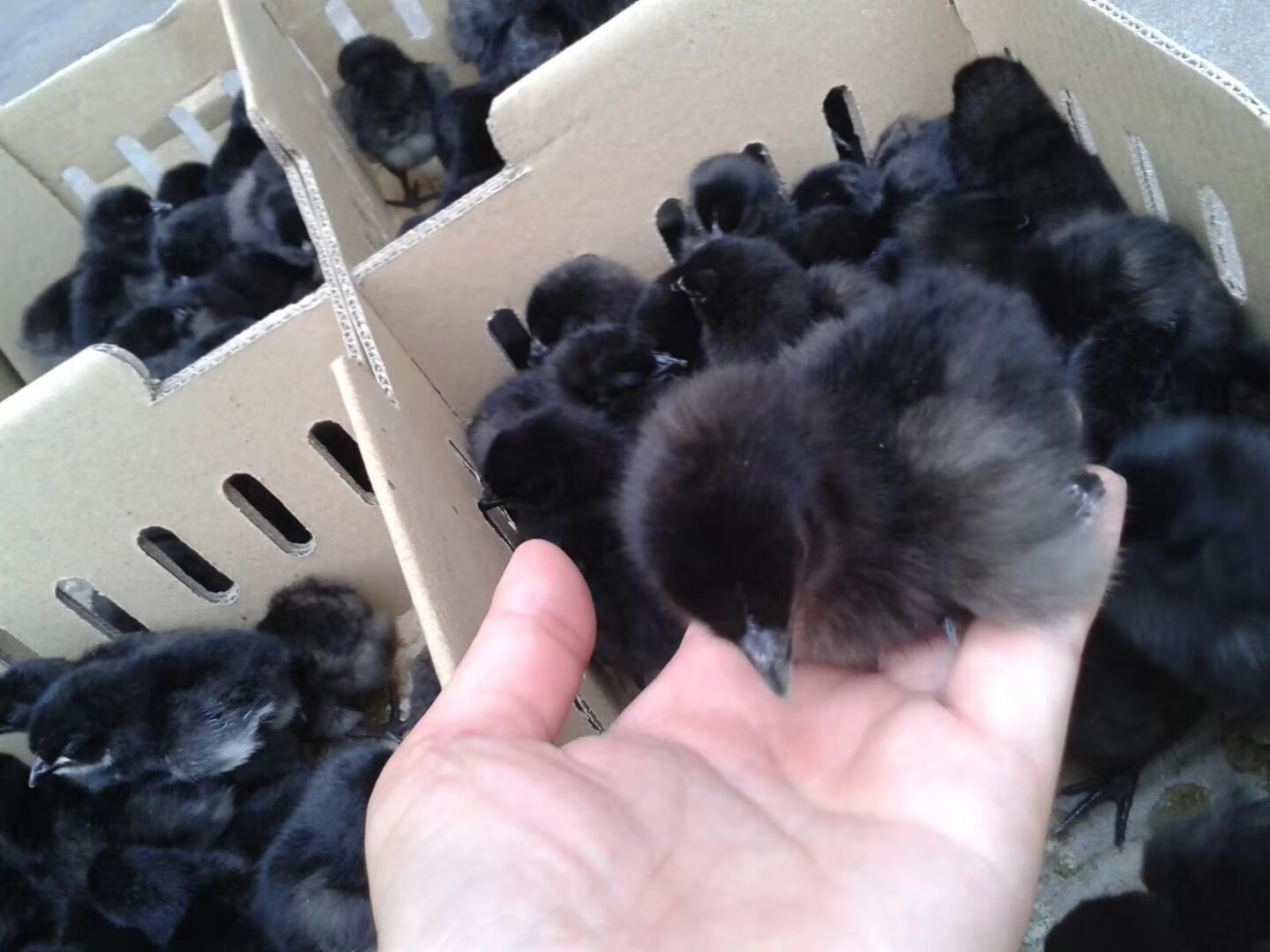 麦基乐纯种五黑鸡苗高产绿壳蛋鸡苗五黑一绿鸡苗小鸡活苗五黑鸡活苗出