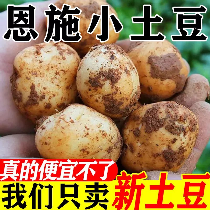 迷你恩施黄心小土豆富硒高山新鲜马尔科黄心洋芋 9斤鸡蛋大小 新土豆