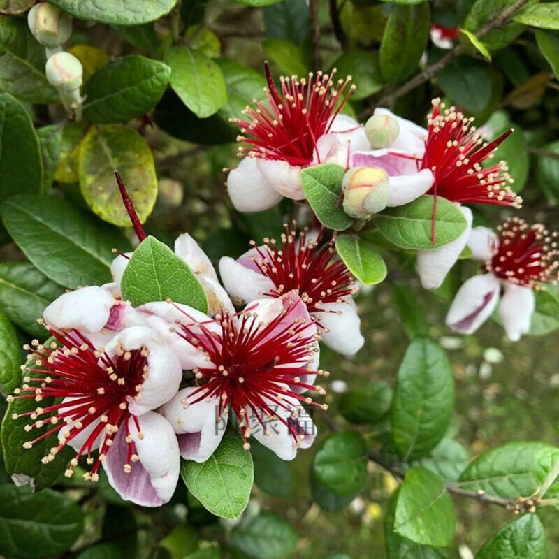 菲油果斐济国菠萝番石榴果苗花卉盆栽室内阳台家庭园艺地栽植物 菲油