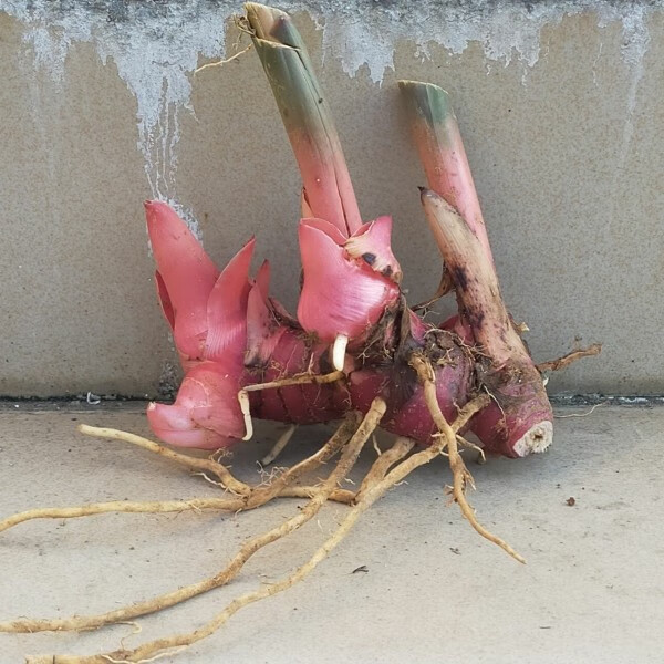 姒桀南姜苗新鲜山姜广东生姜潮汕南姜1-5斤调味调料品农 500g