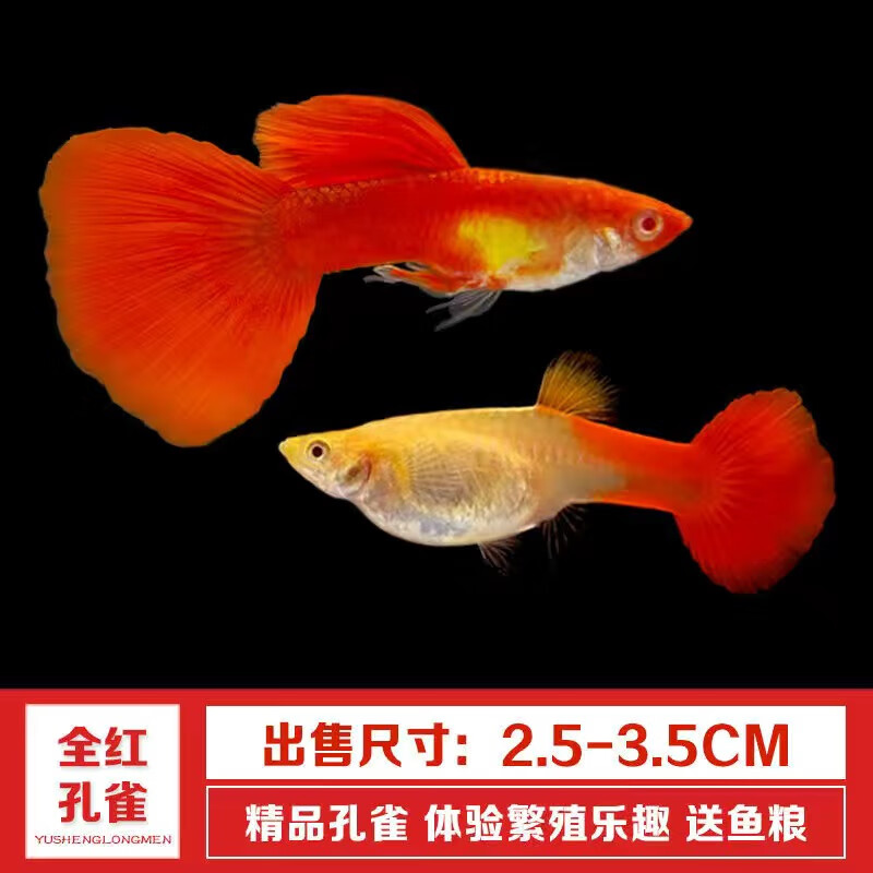 养鱼网 孔雀鱼闯缸三五天后，可美死我了