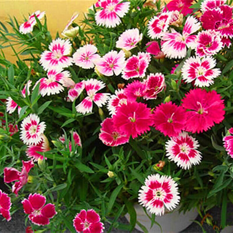 沭之美五彩石竹种子常夏石竹花种子花籽四季种植花卉种子野花组合种子