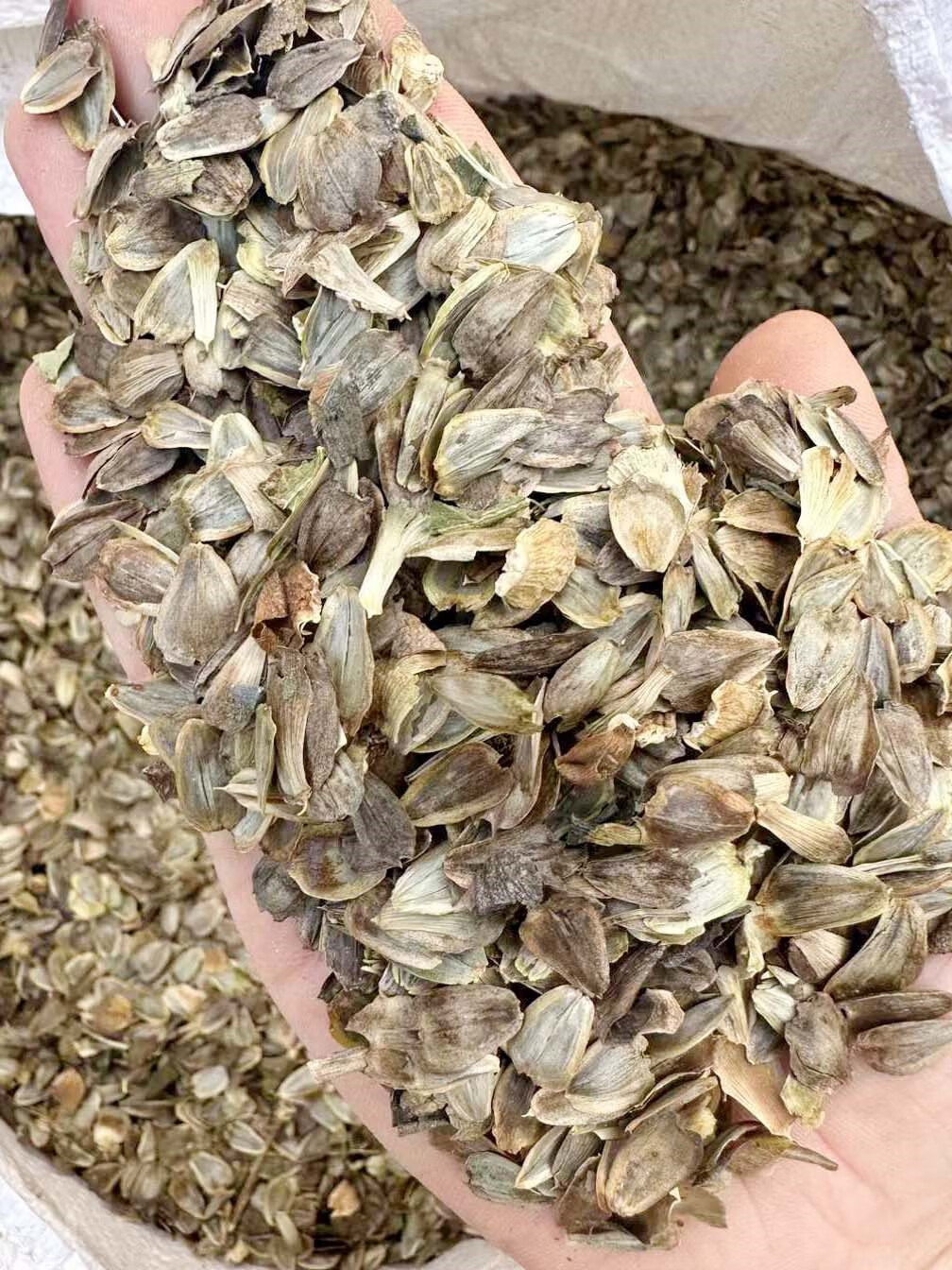 芗苒串叶松香草种子牧草种籽籽 串叶松香草种子一斤