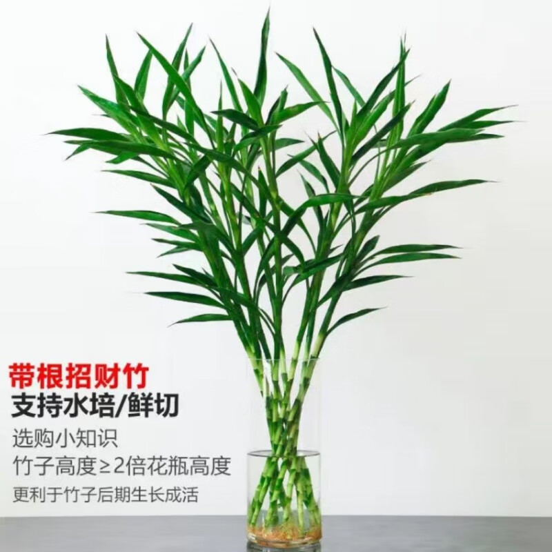 【精选现发】富贵竹水培绿植紫竹水培植物花卉盆栽四季好养大叶竹净化