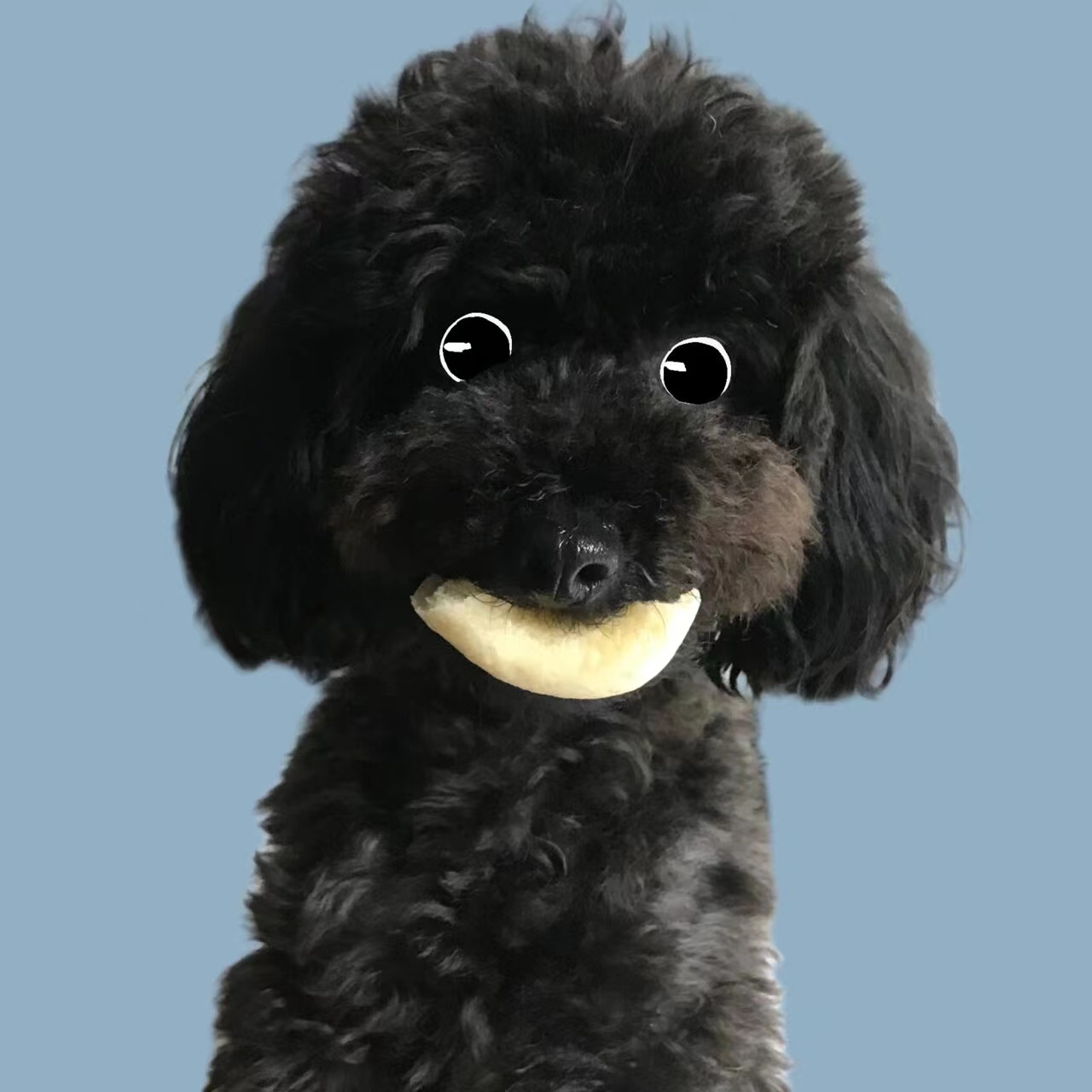 狗灰泰迪幼崽狗狗活体宠物狗泰迪犬活犬小型犬黑色小泰迪幼犬贵宾犬