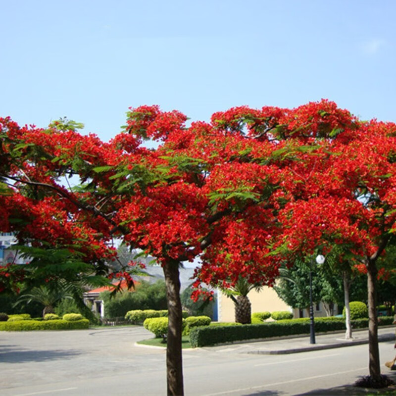 思取凤凰木树苗红花楹树苗树苗庭院树苗绿化树苗盆栽地栽植物 其它