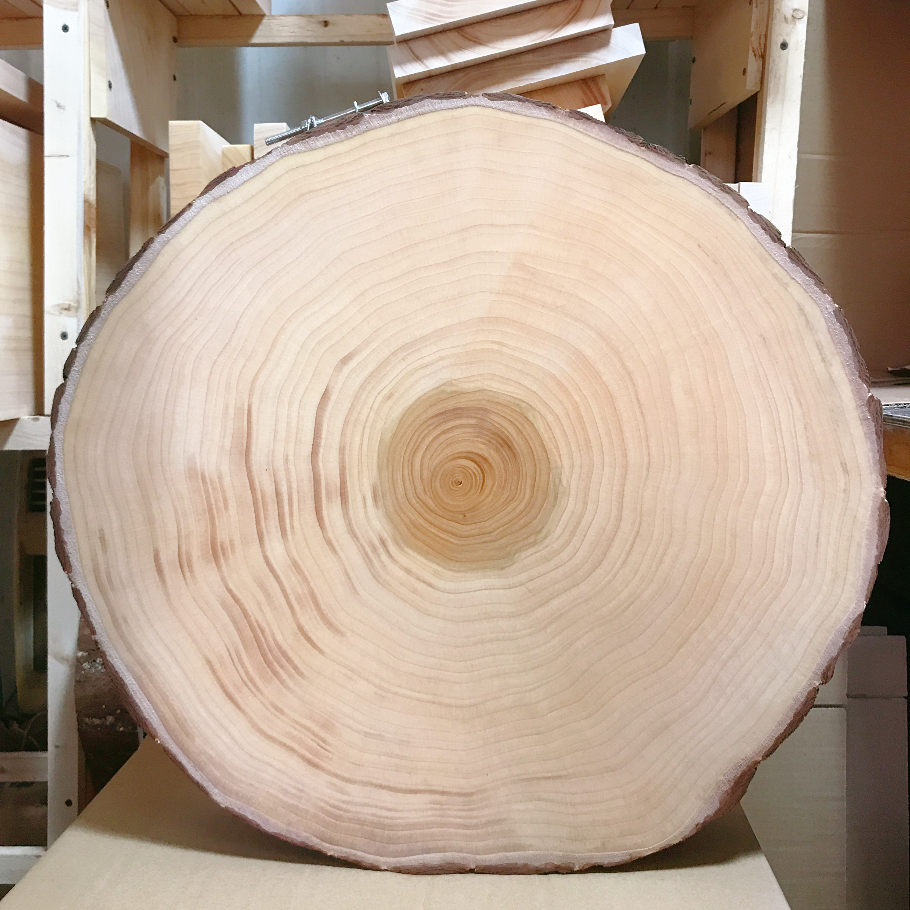 创森小米舌尖上的中国泰兴银杏木砧板整木实木切菜板白果树刀占板圆菜