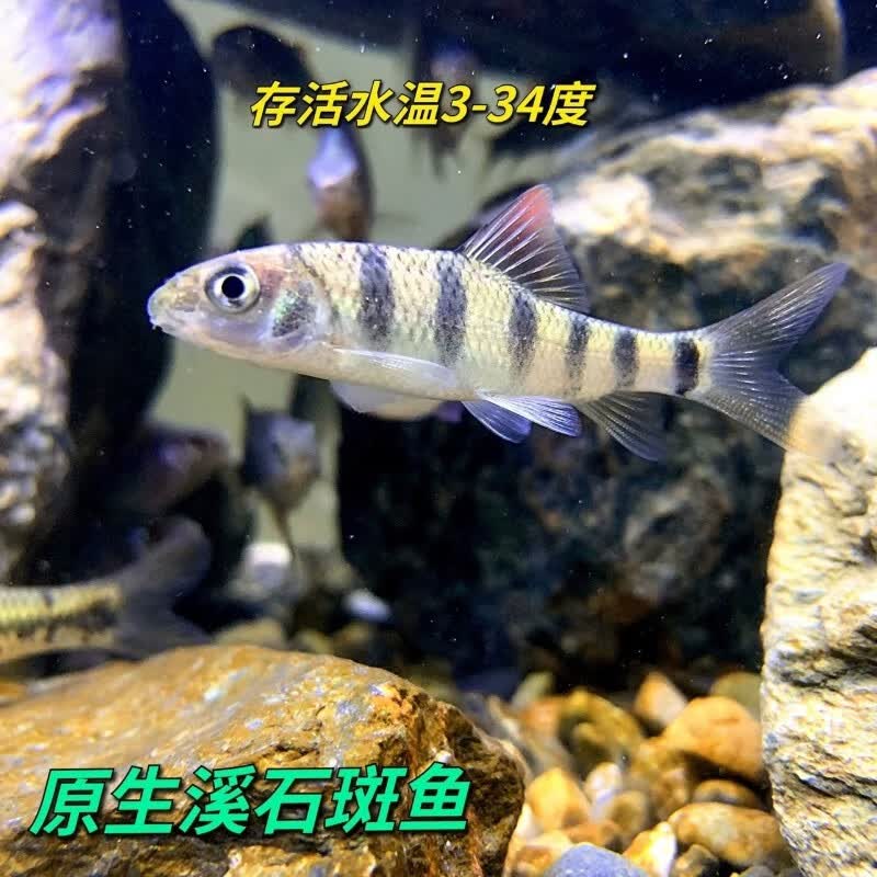 好养冷水原生观赏鱼小型淡水溪流石斑鱼光唇鱼活体群游中底层包活 8-10厘米溪石斑6条包活5条