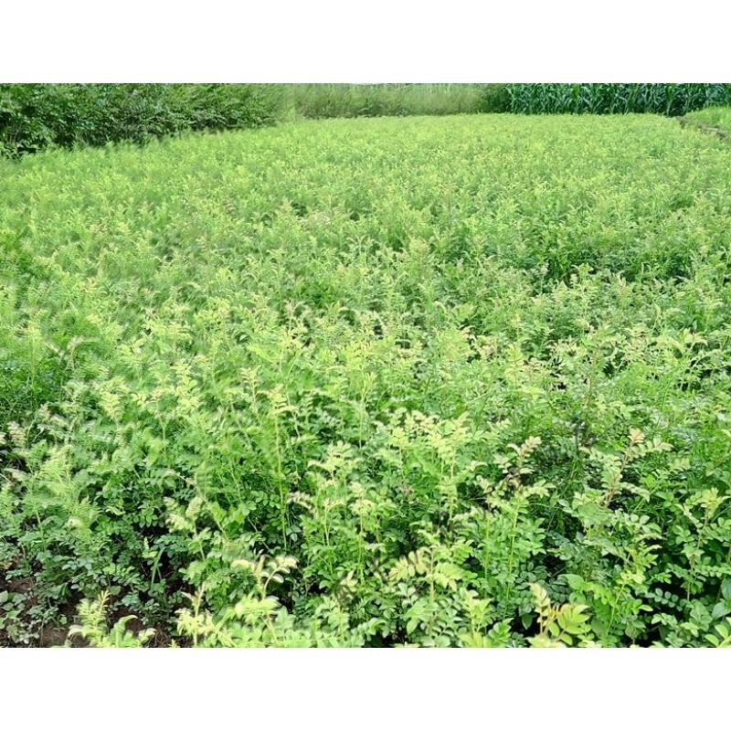 拾爱糜岚刺梨苗刺梨树苗贵州果树苗有籽无籽容易成活5棵 有籽刺梨苗5