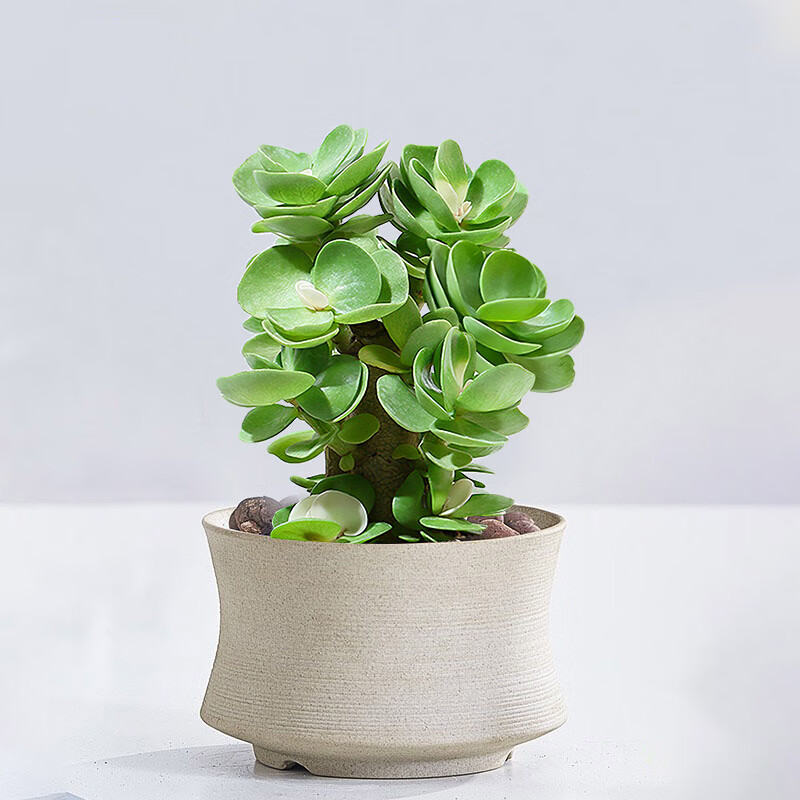 金之春金钱木老桩多肉植物肉肉组合含盆土盆栽办公室客厅绿植三年金钱木蛮腰瓷盆 虎窝购