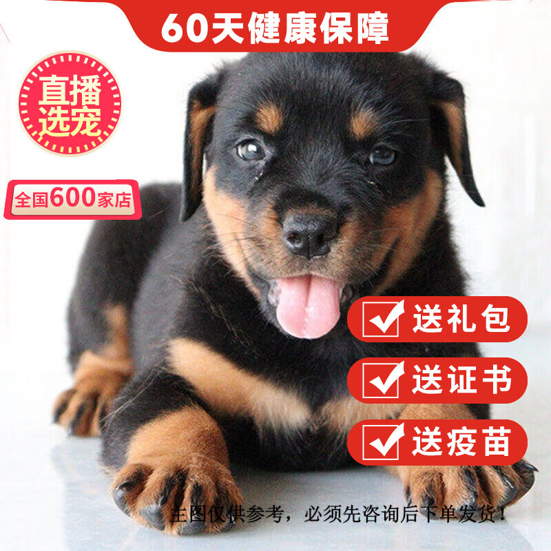 优宠奇派纯种宠物狗罗威纳犬幼犬活体幼崽 血统级 公