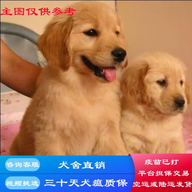 桓瑞宠物金毛犬幼犬幼崽大型犬纯种宠物狗狗活体犬舍直销全国发货售后保障 宠物级A款 公高性价比高么？