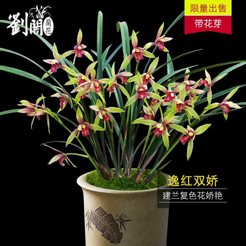 劉閣蘭花兰花 传统名品复色花 逸红双娇  现带花苞出售好养易活盆栽 5苗连体裸根带花苞怎么样,好用不?