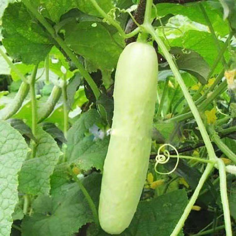 【黄瓜种子】高产小黄瓜蔬菜种子阳台盆栽种子农家蔬菜籽 白皮黄瓜