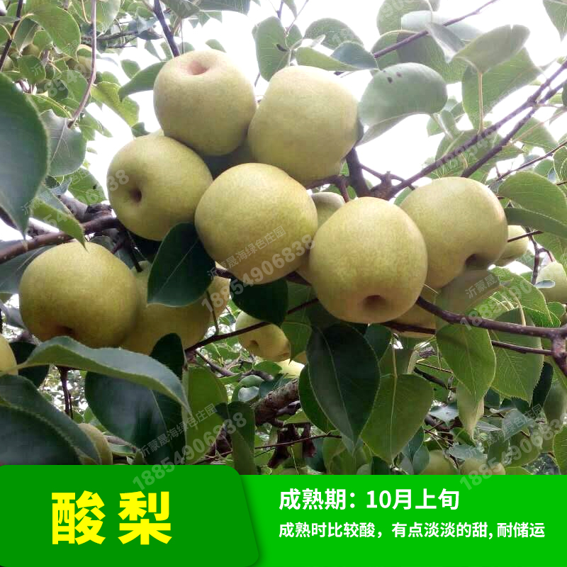 言清 梨树苗 嫁接梨子树苗梨苗果树苗盆栽地栽苗南方北方庭院阳台种植