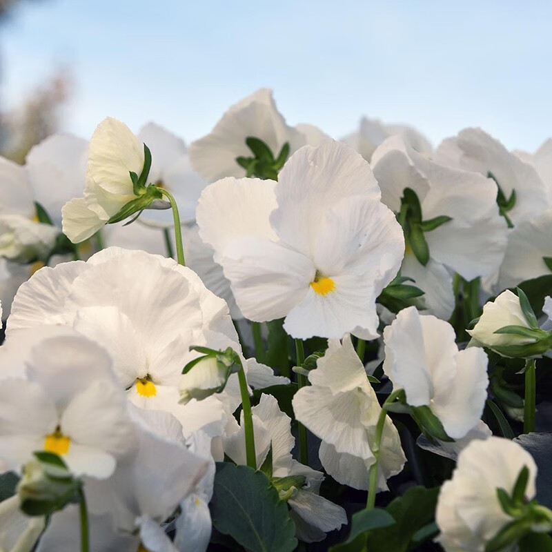 角堇花卉种子 秋播系列花园庭院草本花卉花种 三色堇  宾格 白色
