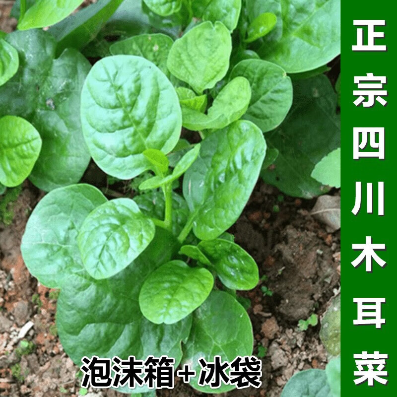 水果蔬菜四川木耳菜 乐山新鲜现摘软浆叶豆腐菜 农家自种时令蔬菜软江