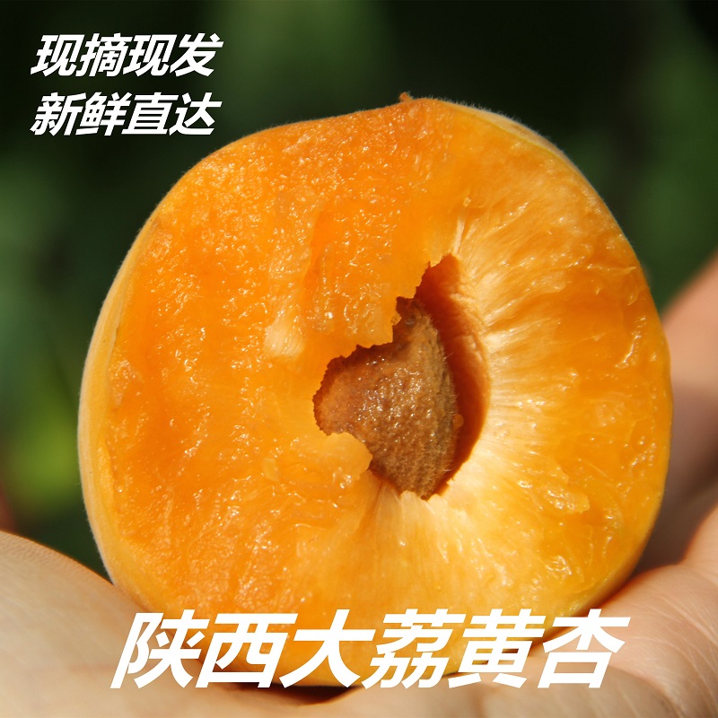 珍鲜集 大黄杏新鲜杏子金太阳黄杏时令水果新鲜孕妇水果生鲜 大黄杏5斤装