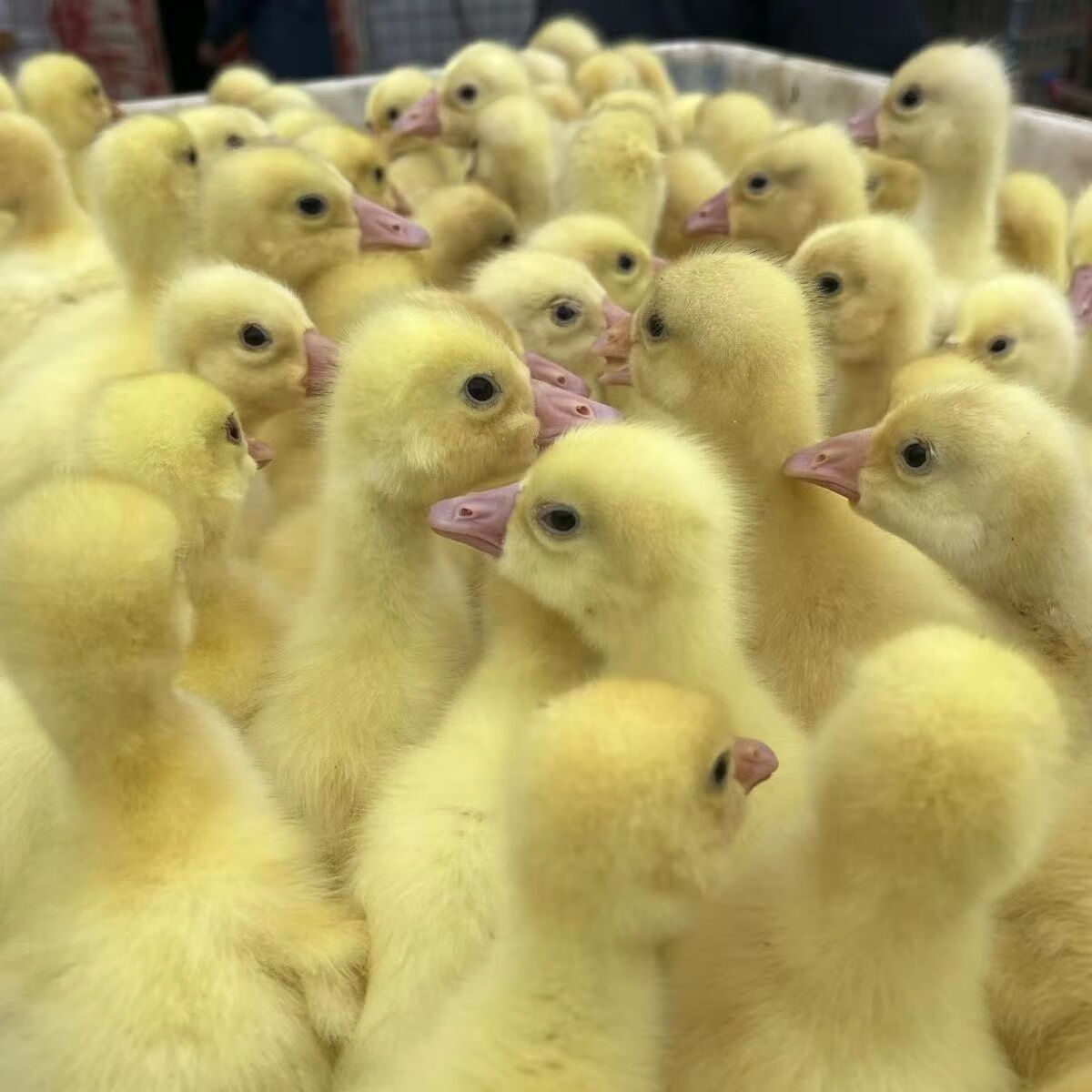 家养蛋鹅苗大种三花鹅苗活体大白种鹅苗幼崽下蛋鹅产蛋王白鹅幼苗 白