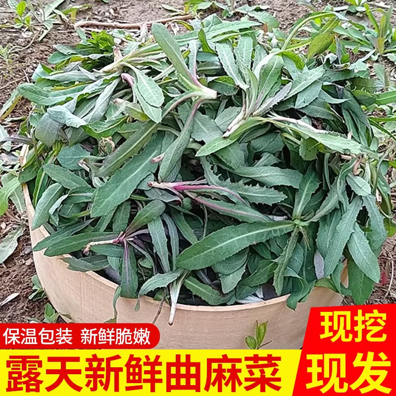 zxc东北特产曲麻菜新鲜苦麻菜500g苗苦菜曲曲菜苣荬菜蘸酱菜麻子麻菜