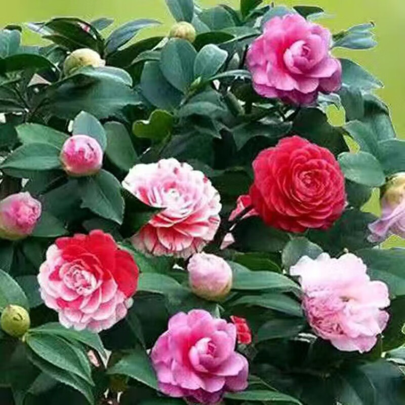 傲霜枝带花苞茶花盆栽四季树苗山茶花苗室内植物好养五色赤丹浓香型