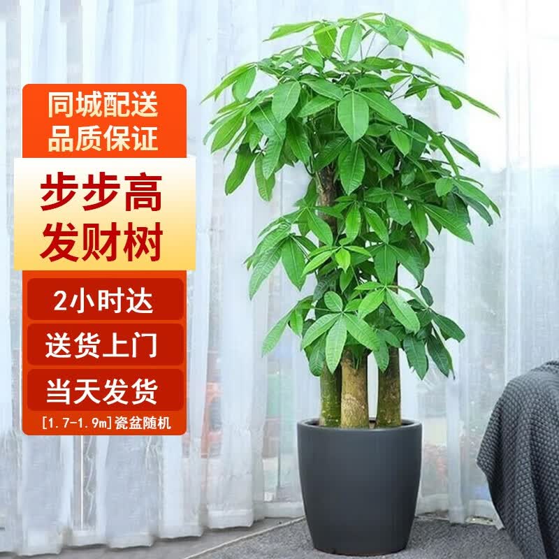 Only you【两小时达】发财树金钱树散尾葵天堂鸟福禄桐室内盆栽客厅办公室 步步高发财树使用感如何?