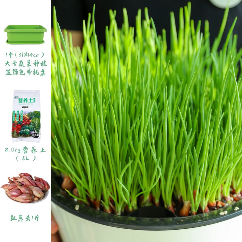 寿禾 火葱头种子小葱头香葱红葱春冬季蔬菜菜苗 (大号盆)火葱头种子