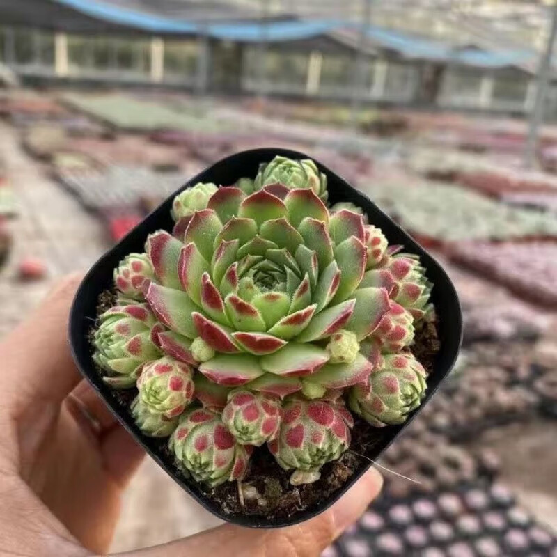 长生草植物好养耐晒植物多头群生盆栽绿植花卉阳台 爱德华群3-5仔【1