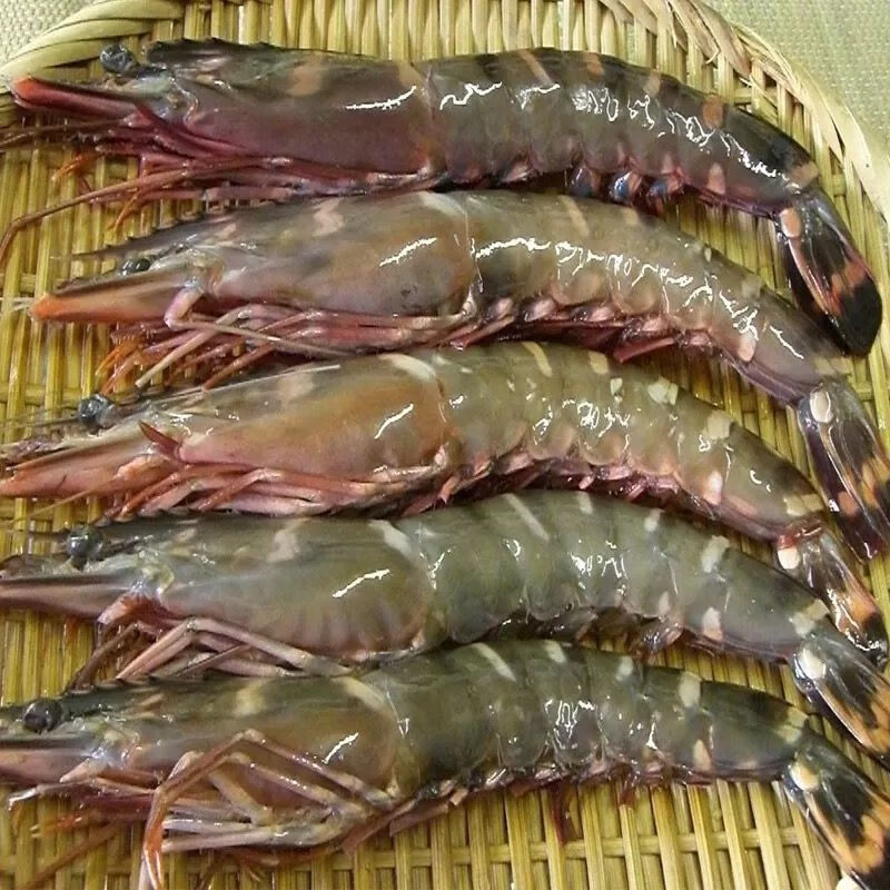 鲜木 黑虎虾2-3尾/斤冷冻大虎虾老虎虾超大斑节虾九节虾草虾 虎虾2斤