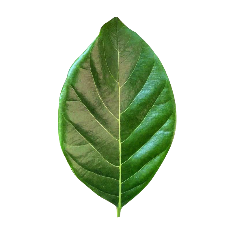 旺沙堡广东高州现摘现发新鲜菠萝蜜树叶子树菠萝叶片垫叶 100张