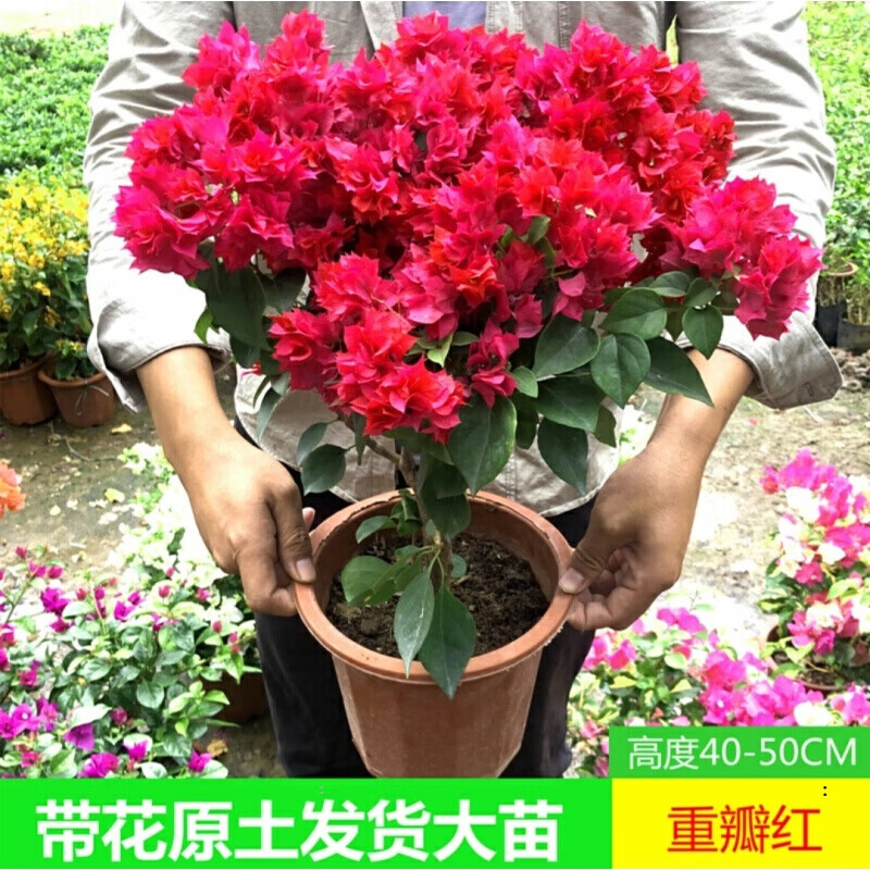 【带花 顺丰发货】重瓣三角梅 带花发货 花卉盆栽绿植