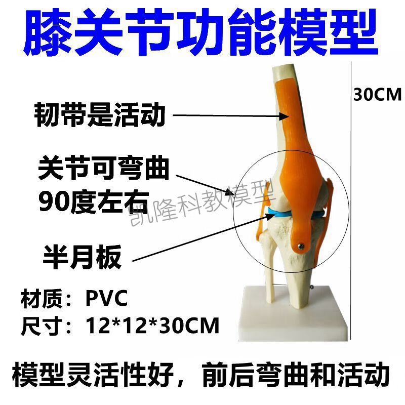 自然大人体膝关节模型可弯曲膝盖仿真交叉韧带半月板活动腿骨髌骨 膝