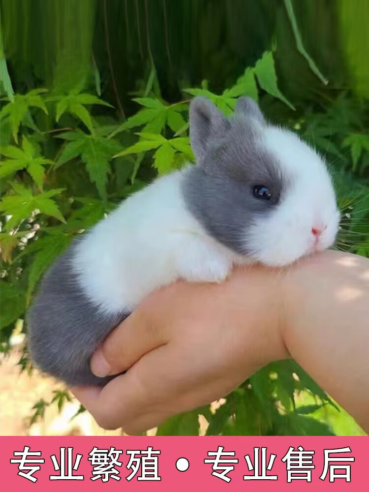 宠物兔活物长不大不咬人迷你侏儒养猫猫兔荷兰垂耳兔
