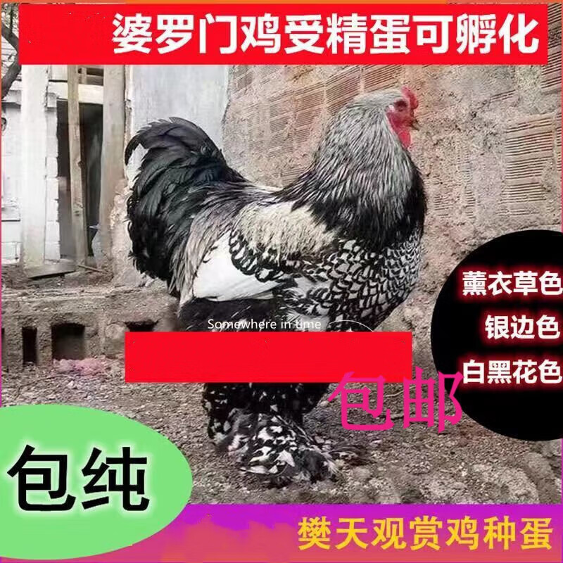 婆罗门鸡受精蛋梵天鸡宠物观赏鸡纯种受精卵可孵化 黑色婆罗门鸡蛋