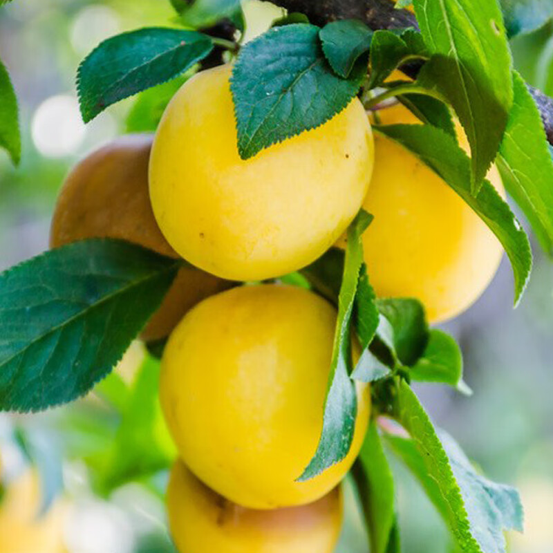 2022新鲜黄梅5斤大果青梅鲜果诏安青梅泡酒酵素酸熟梅子福建