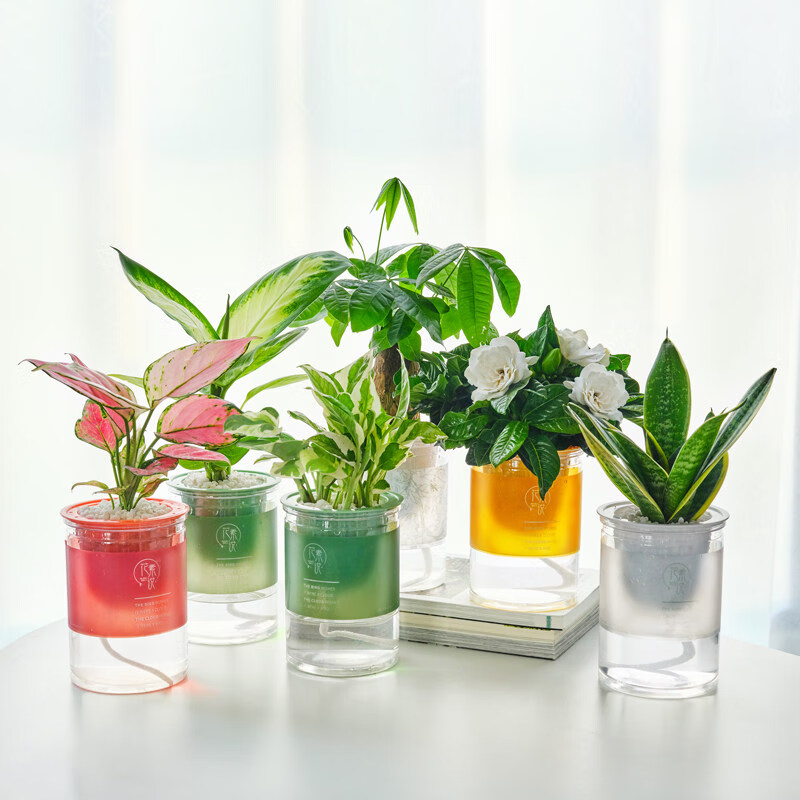 花葛 相关京东优惠商品潜力降序排行榜 价格图片品牌优惠券 虎窝购