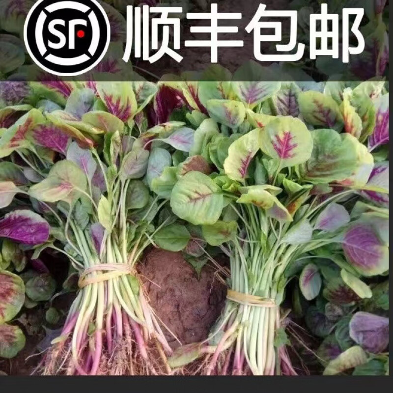 樱鲜【顺丰】苏北新鲜农家红苋菜露天种植汉菜野菜苋菜时令蔬菜现摘红
