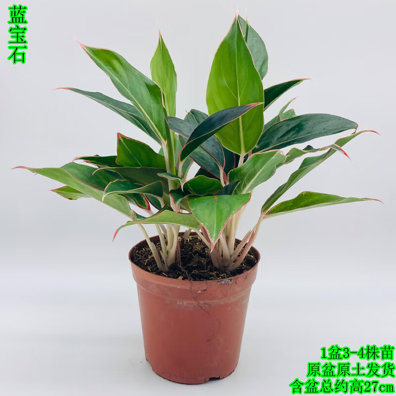 如意皇后蓝宝石盆栽室内万年青办公桌面客厅吸甲醛植物四季常青花