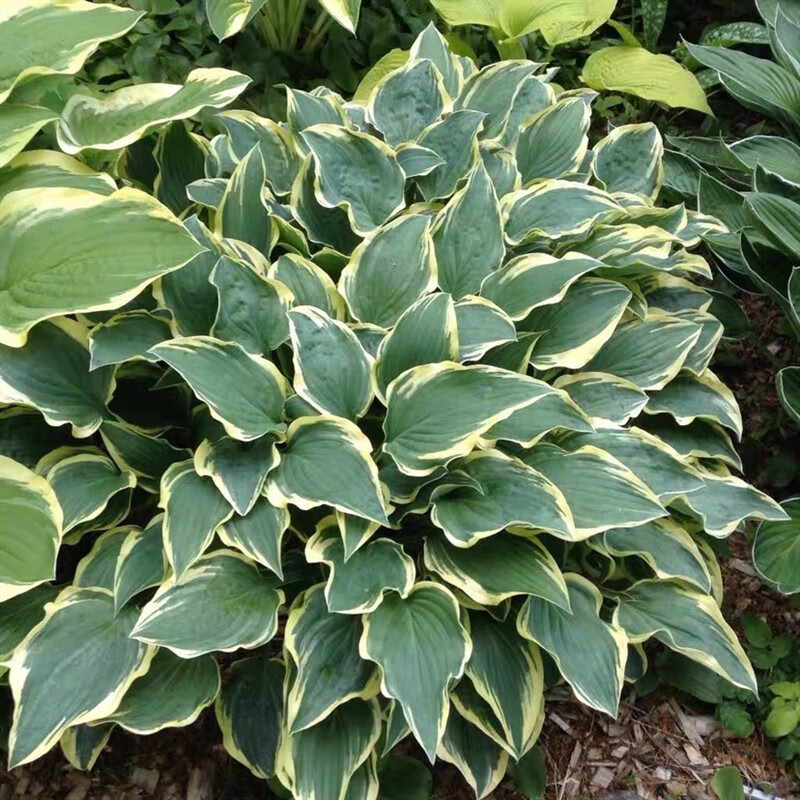 玉簪花苗盆栽彩叶阳台庭院多年生宿根耐寒耐阴观叶花卉好养 法兰西两