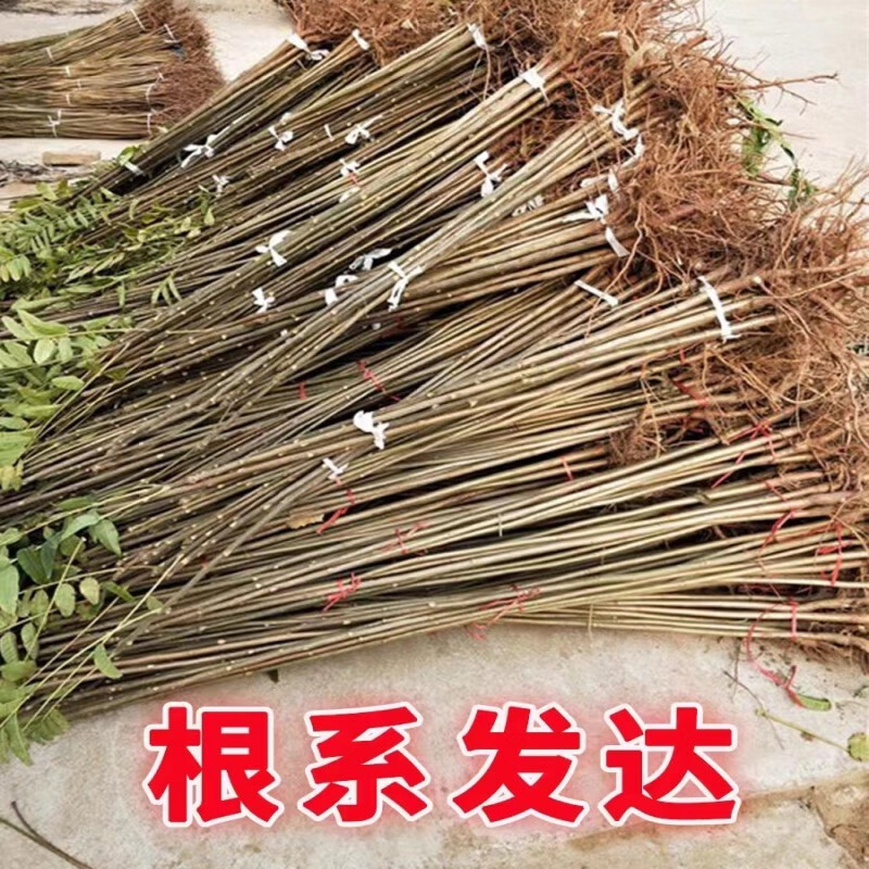 文冠果树苗文官树苗耐寒状元花树苗庭院冠果树文冠花苗文管树 5年苗1