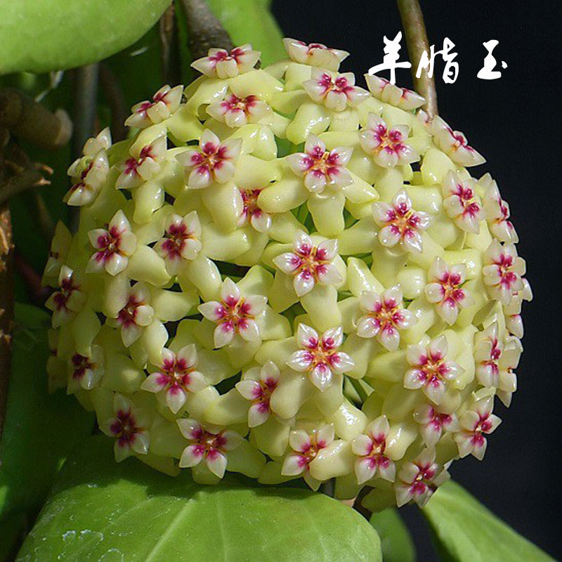 牧粮健心叶球兰花苗盆栽当年开花室内吊兰植物垂吊客厅心叶球兰整盆