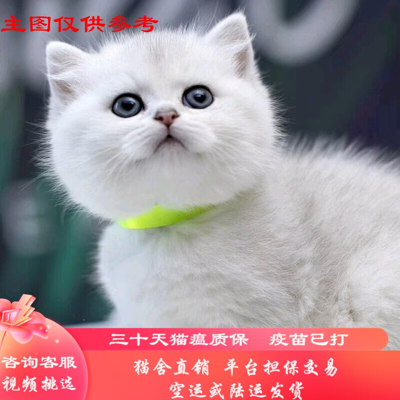 桓瑞宠物纯种银渐层矮脚猫蓝白英短宠物猫咪活体英国短毛猫舍直销保