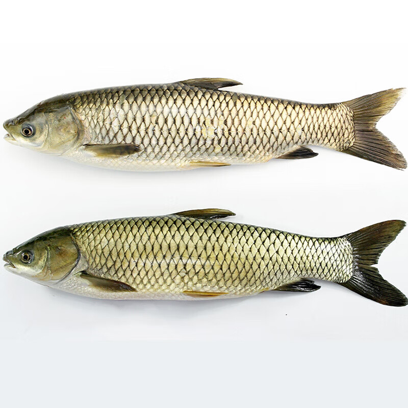 果亦橙草鱼新鲜洪泽湖淡水鱼草皖鱼鲜活螺蛳青现杀草混子 净膛前 净膛